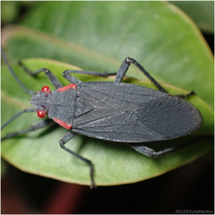 Jadera haematoloma