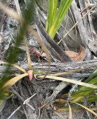 Myrmecia