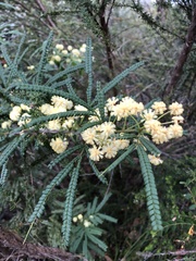 Acacia pentadenia