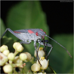 Jadera haematoloma