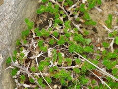 Selaginella wrightii