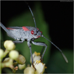 Jadera haematoloma