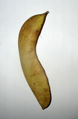 Erythrostemon gilliesii