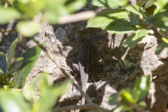 Sceloporus occidentalis biseriatus