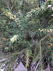 Acacia pentadenia