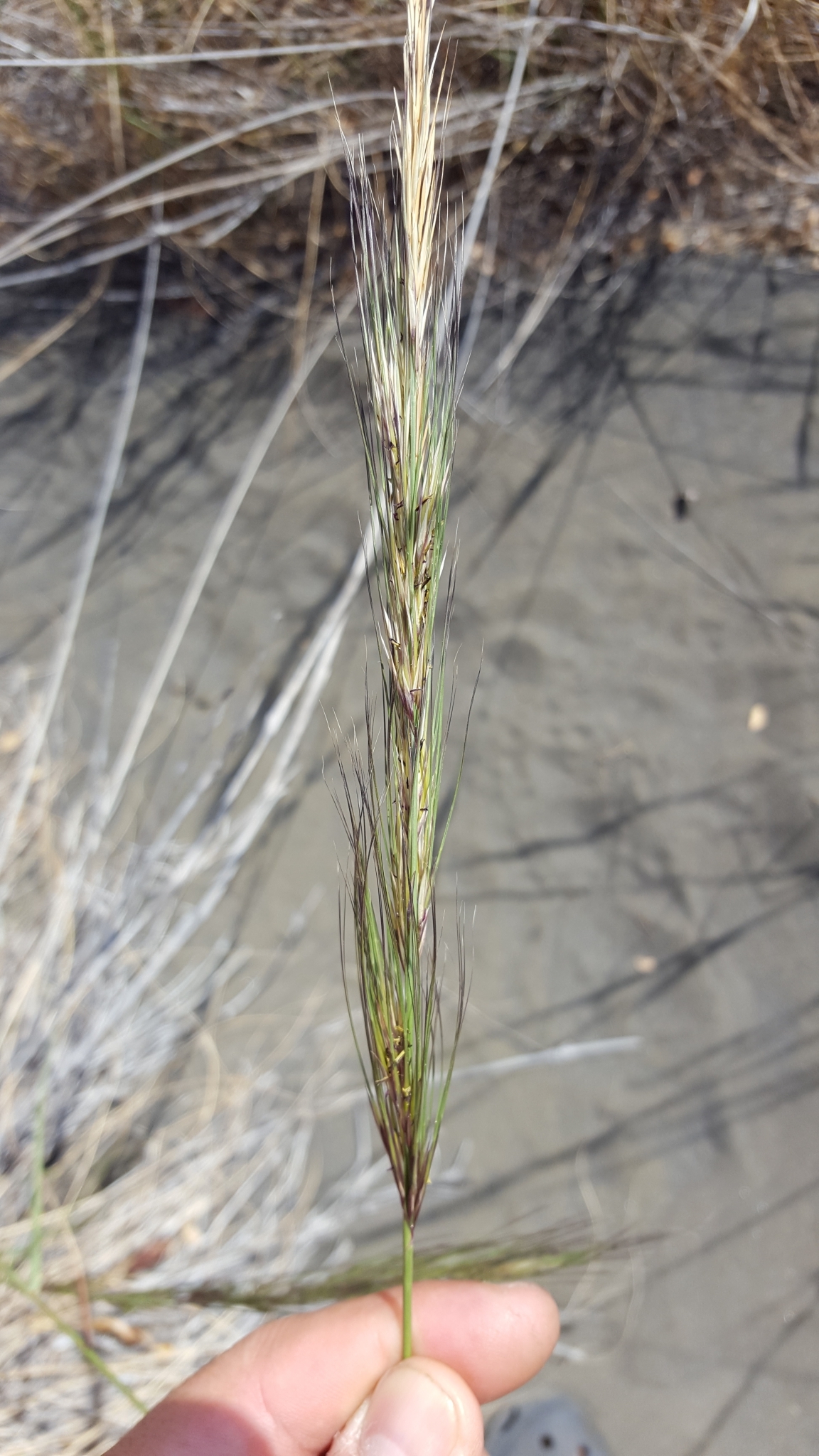 (c) François Rousseu, certains droits réservés (CC BY-NC) https://www.inaturalist.org/observations/137113781