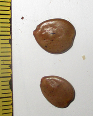 Erythrostemon gilliesii