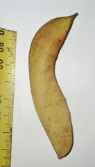 Erythrostemon gilliesii