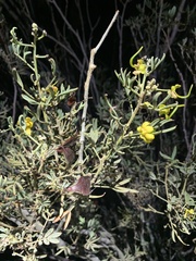Senna artemisioides