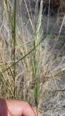 Aristida setacea