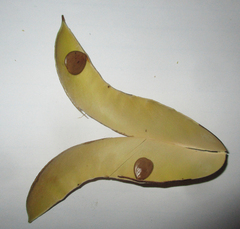 Erythrostemon gilliesii