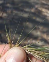 Aristida setacea