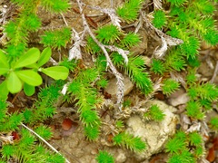 Selaginella wrightii