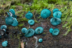 Chlorociboria