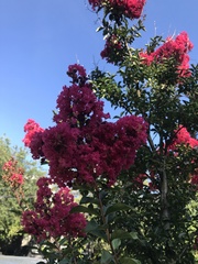 Lagerstroemia