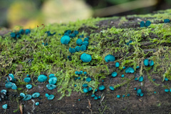 Chlorociboria