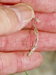 Selaginella wrightii