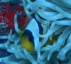 Amphiprion bicinctus