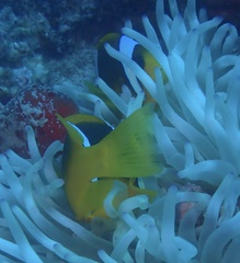 Amphiprion bicinctus