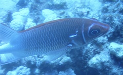 Sargocentron caudimaculatum
