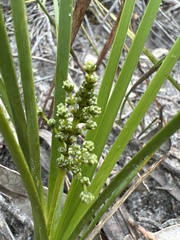 Lomandra