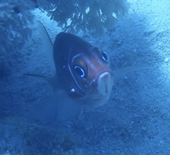 Sargocentron caudimaculatum