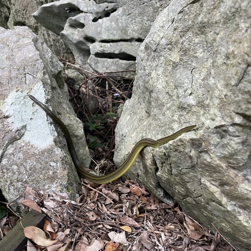 Photo of a Ryukyu Green Snake (Ptyas semicarinata)