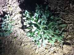 Thyrocarpus glochidiatus