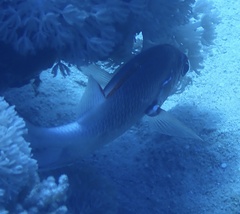 Sargocentron caudimaculatum