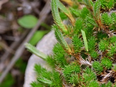 Selaginella wrightii