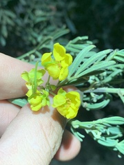 Senna artemisioides