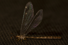 Clathroneuria schwarzi