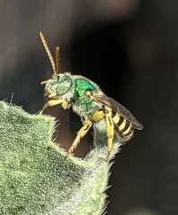 Agapostemon texanus