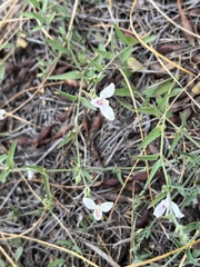 Carlowrightia arizonica