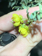 Senna artemisioides