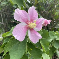 Hibiscus makinoi