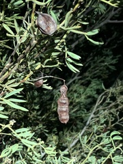 Senna artemisioides