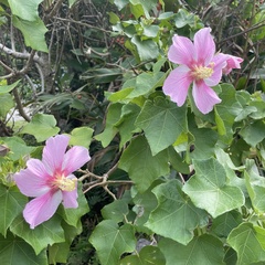 Hibiscus makinoi
