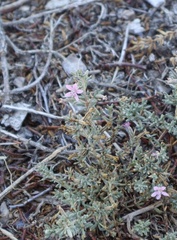 Frankenia salina