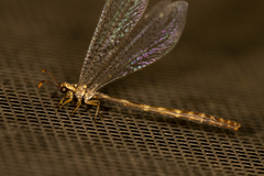 Clathroneuria schwarzi