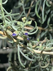 Psorothamnus schottii