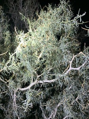 Psorothamnus schottii