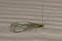 Chrysopa coloradensis