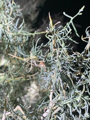 Psorothamnus schottii