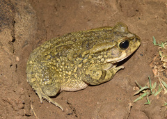 Sclerophrys capensis