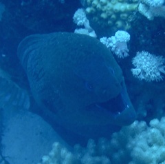 Gymnothorax javanicus