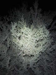 Psorothamnus schottii