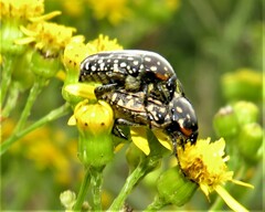 Oxythyrea marginalis