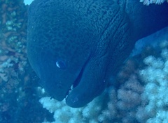 Gymnothorax javanicus