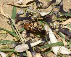 Hodotermes mossambicus